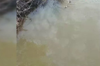 Bursa'da deredeki su samuru şaşırttı