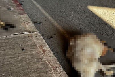 Otomobil sürüye daldı! Çok sayıda hayvan telef oldu