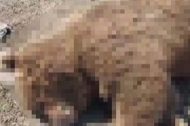 Karayoluna inen boz ayı, TIR'ın çarpması sonucu telef oldu