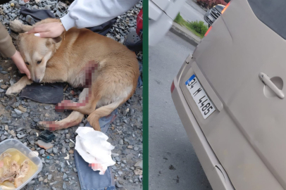 Esenyurt’ta bir vatandaş köpeğe çarptın dedi, sürücü reddedince tartışma çıktı