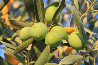 Bir kilogram zeytin için 6798 litre suya ihtiyaç duyuluyor