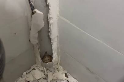 Evde havalandırmada kullanılan borunun içerisine yavru kedi düştü