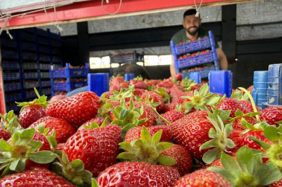 Tarla ile market rafları arasındaki farka üretici bile inanamıyor