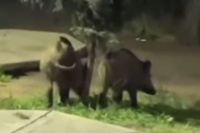 Bursa'da domuzlar piknik alanlarına indi