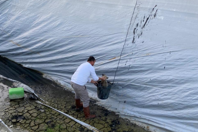 5 Yavru Köpeğe Yardım Eli