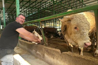 Tonluk boğaya 400 bin lira