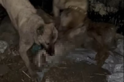 Ahıra girmeye çalışan kurdu kangallar telef etti
