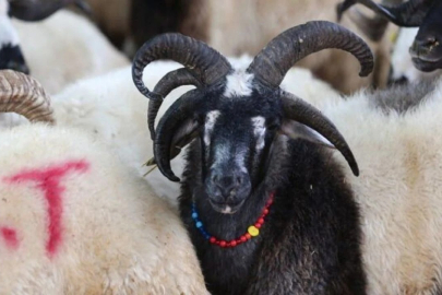 Panayır Kurban Pazarı’nın gözdesi