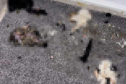 Başakşehir’de görülmemiş vahşet! Yavru kedileri parçalayıp atmışlar