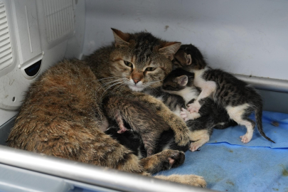 GÜRSU’NUN SÜT ANNE KEDİSİ SOSYAL MEDYAYI SALLADI