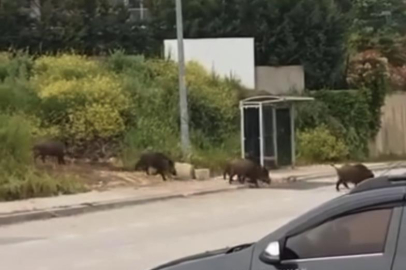 Aç kalan domuz sürüsü, gündüz şehir merkezine indi
