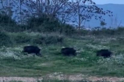 Bursa'da domuzlar şehir içinde görüntülendi