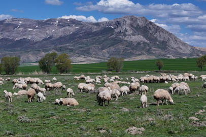 Onlarcası arasından kendi annelerini koklayarak buldular