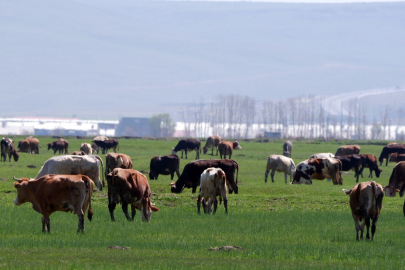 Üreticiler uyardı: "Aman fotoğraf hırsızlarına dikkat"