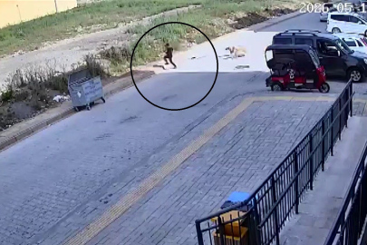 Sokak köpeklerinin saldırdığı çocuğun korku dolu anları kamerada
