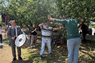 Davullu zurnalı erik hasadı
