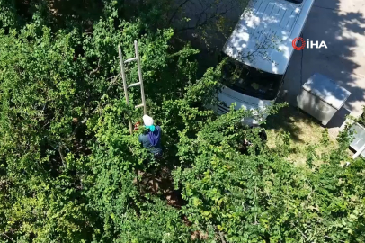 Davullu zurnalı erik hasadı