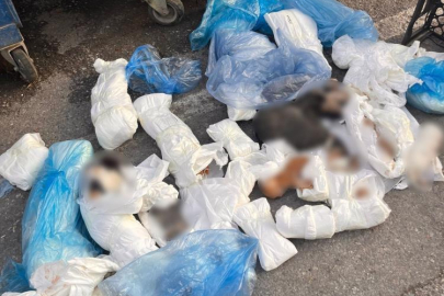 İzmir'de poşetler içinde 33 ölü kedi bulundu