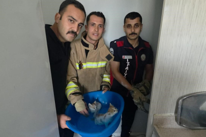 Yavru Kediler İçin Seferberlik