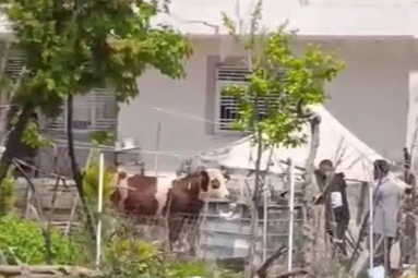 Kaçan kurbanlık belediye ekipleri tarafından uyuşturucu iğneyle yakalandı