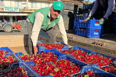 İznik’te mevsimin ilk karabodur kirazı hasadı başladı