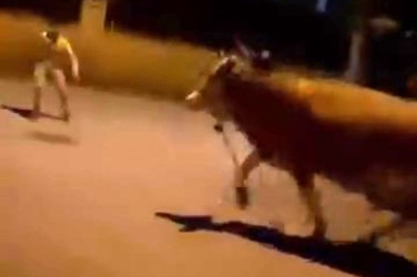 Bursa'da dana paniği