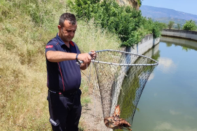 Sulama Kanalına Düşen Kartal İçin Seferberlik