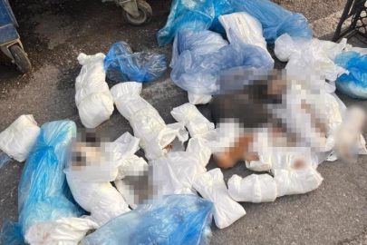 33 kediyi öldüren veteriner tutuklandı
