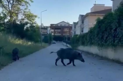 Domuzlar yerleşim yerine inerek yiyecek aradı