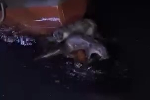 Su samurlarının balık keyfi