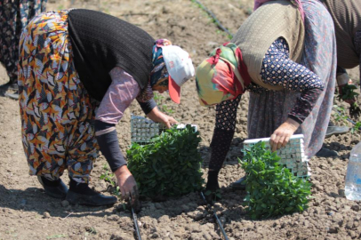 Yağışlar Dikimi Geciktirdi, Karacabey’de Kapya Biber Mesaisi Haziran’a Sarktı