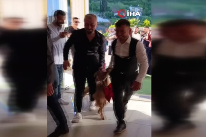 Düğünde altın değil keçi takıldı