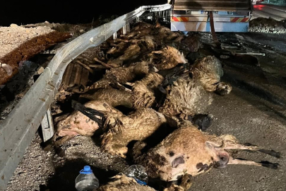 Erzincan'da Acı Olay:  60 Hayvan Telef Oldu