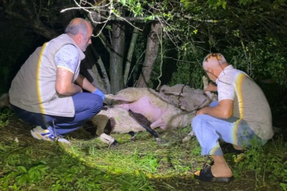 Sürüye yıldırım isabet etti, 6 küçükbaş hayvan telef oldu