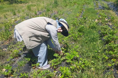 Orhaneli’de Hasat Öncesi Pestisit Denetimleri Başladı