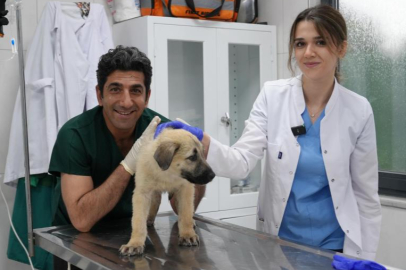 Gürsu Hayvan Bakım Merkezi’nden Başarılı Cerrahi Müdahaleler