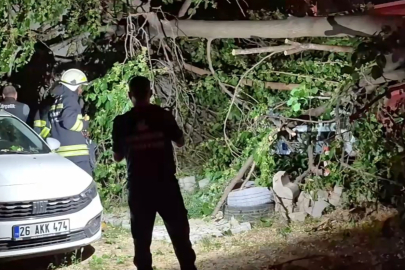 Aynı aileye ait 2 farklı araç ağacın altında kaldı