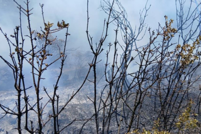 Bursa’da piknik alanı yakınındaki yangın korkuttu