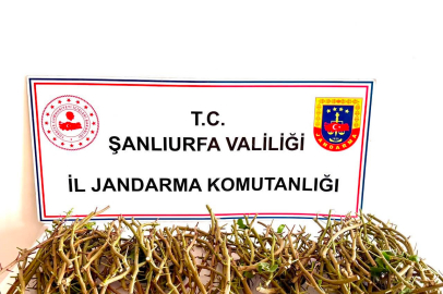 Bahçeden aşı kalemi olarak adlandırılan fıstık dalı çalan 3 kişi suçüstü yakalandı