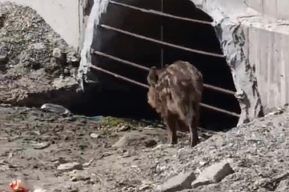 Aç kalan domuzlar sahile indi