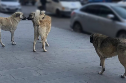 Bakan Çiftçi tarih verdi: Tüm sokak köpekleri barınaklara alınacak