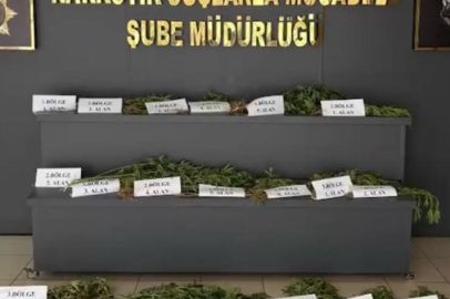 Diyarbakır'da narkotik operasyonunda 12 bin kök kenevir ele geçirildi