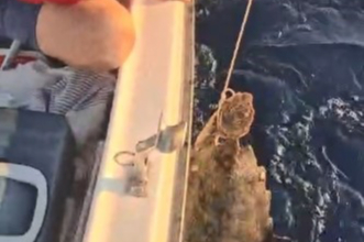 Amatör balıkçılar Caretta Caretta'yı kurtardı