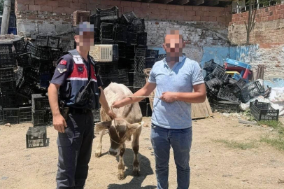 Aydın İncirliova'da Çalınan Büyükbaş Hayvan Sahibine Teslim Edildi