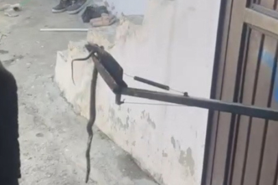 Eve Giren Yılan Panik Yarattı