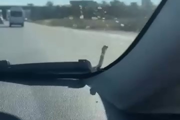 Seyir halindeki aracın kaputunda yılan paniği