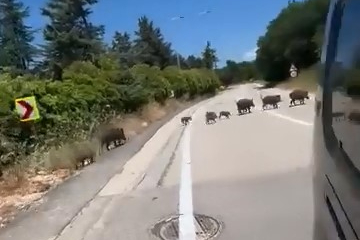 Aç kalan domuz sürüsü şehre indi