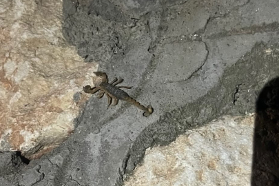 Sıcaklar bastırdı, akrepler ortaya çıktı