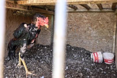 500 bin liralık horoz operasyonu: 50 kişiye ceza yağdı