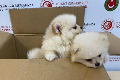 Yavru köpeklere yönelik kaçakçılık girişimine geçit yok